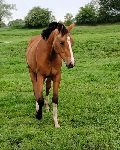 Bildschönes Deutsches Reitpony, cool & gelassen, Hengst
