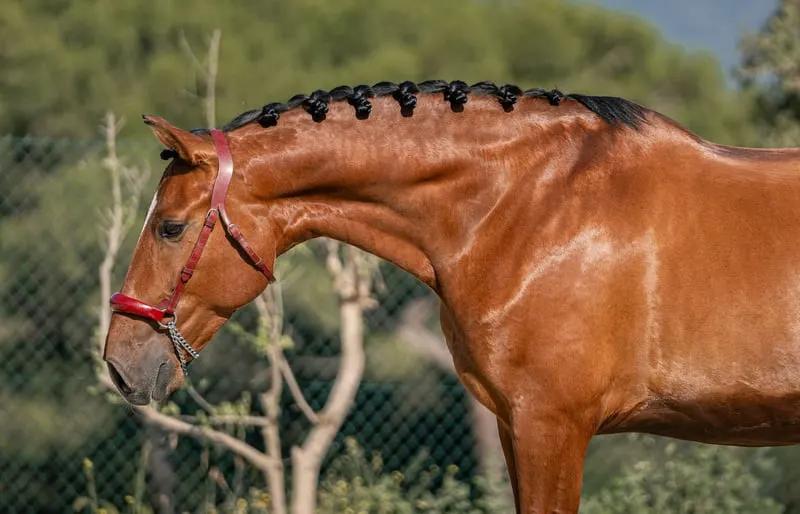 PRE-Gelding | 2020 | Dressur-Talent für erfahrenen Reiter