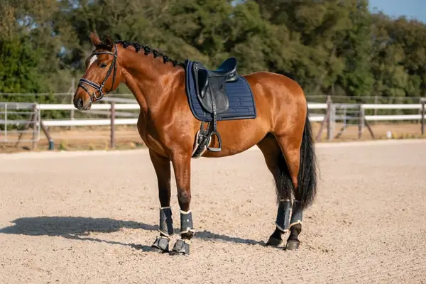 PRE-Gelding | 2020 | Dressur-Talent für erfahrenen Reiter