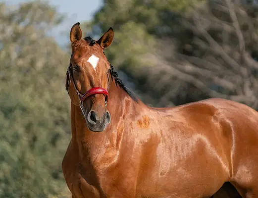 PRE-Gelding | 2020 | Dressur-Talent für erfahrenen Reiter