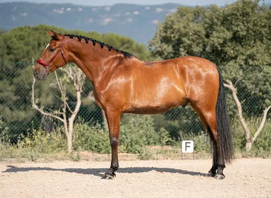 PRE-Gelding | 2020 | Dressur-Talent für erfahrenen Reiter