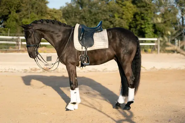 Caballo castrado negro de 6 años
