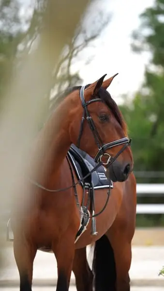 Bonito gelding con excelentes aires básicos