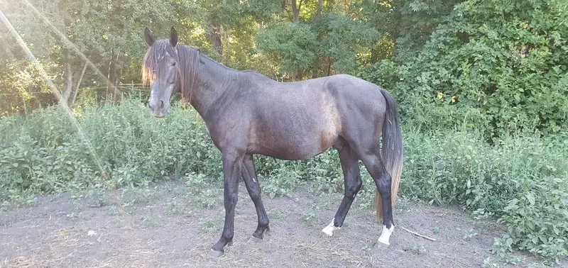 Caballo joven robusto con carácter