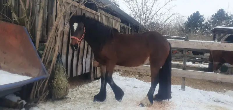 Cariñosa yegua busca hogar de por vida