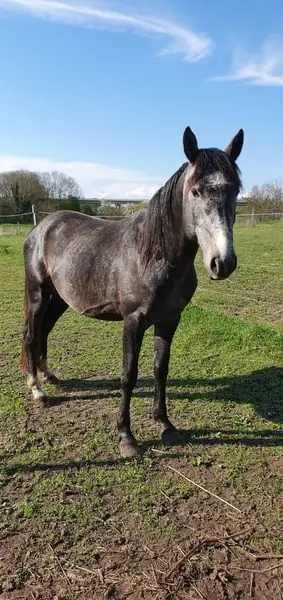 Hannoveraner Mix mit super Bewegungspotential