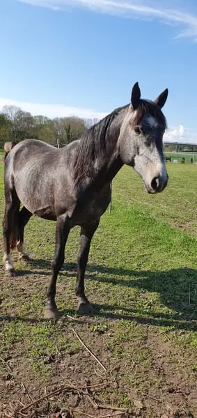 Hannoveraner Mix mit super Bewegungspotential