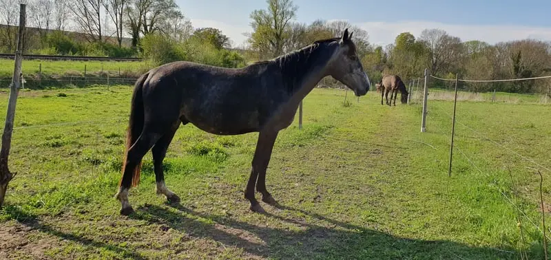 Hannoveraner Mix mit super Bewegungspotential