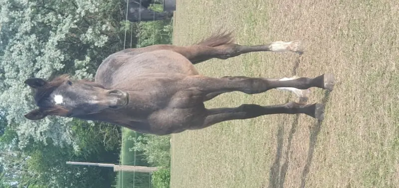 Hannoveraner Mix mit super Bewegungspotential