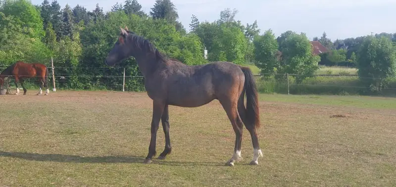 Hannoveraner Mix mit super Bewegungspotential
