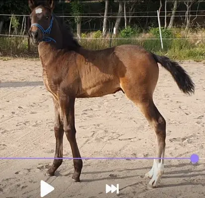 Hannoveraner Mix mit super Bewegungspotential