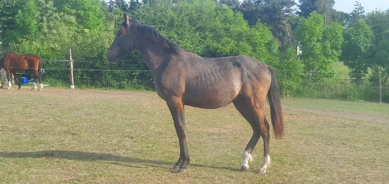 Hannoveraner Mix mit super Bewegungspotential