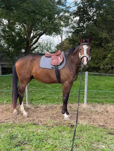 Zwei der besten Mutterlinien im Springsport Quirly Gin und Wisma