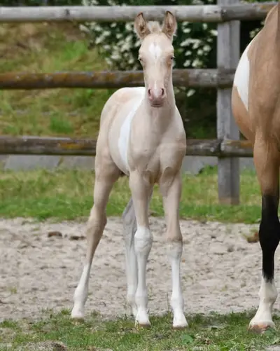 Poulette Perlino Tobiano, hautement primée, 87 % AV