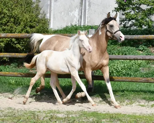 Perlino Tobiano Stutfohlen, hoch prämiert, 87%AV
