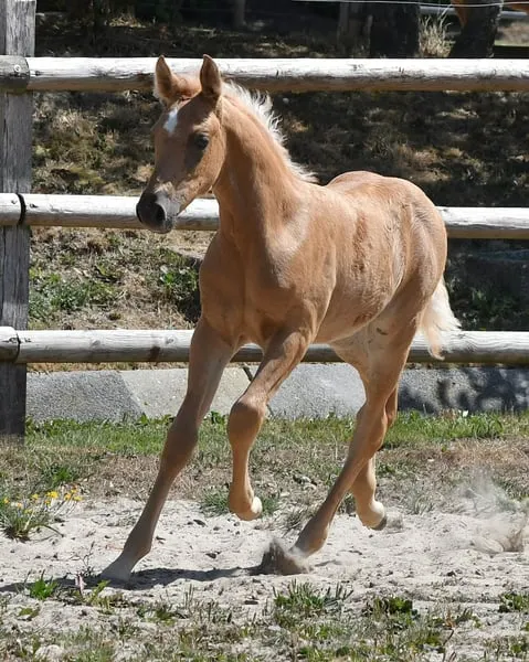 Auffallendes, großes Arabisch Partbred Fohlen mit Top Bewegung