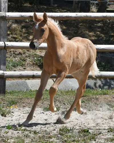 Auffallendes, großes Arabisch Partbred Fohlen mit Top Bewegung