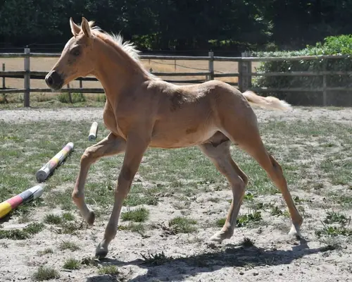 Auffallendes, großes Arabisch Partbred Fohlen mit Top Bewegung