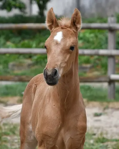 Auffallendes, großes Arabisch Partbred Fohlen mit Top Bewegung