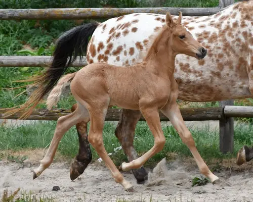 Auffallendes, großes Arabisch Partbred Fohlen mit Top Bewegung