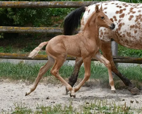 Auffallendes, großes Arabisch Partbred Fohlen mit Top Bewegung