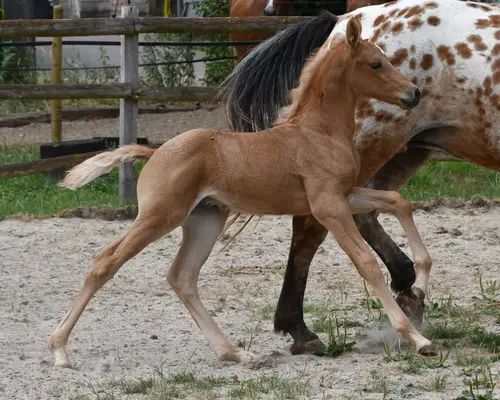 Auffallendes, großes Arabisch Partbred Fohlen mit Top Bewegung