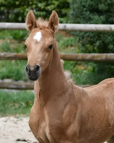 Auffallendes, großes Arabisch Partbred Fohlen mit Top Bewegung