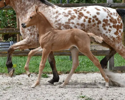Auffallendes, großes Arabisch Partbred Fohlen mit Top Bewegung