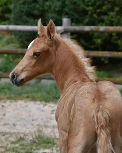 Auffallendes, großes Arabisch Partbred Fohlen mit Top Bewegung