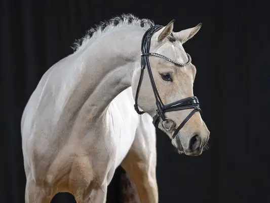 Gold Garant Sohn