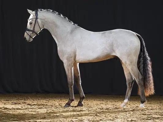 Gold Garant Sohn