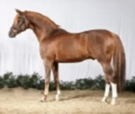 Au total, plus de 100 victoires dans des épreuves de dressage internationales