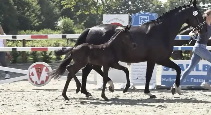 Oldenburger filly by Royal Dynamic x Secret