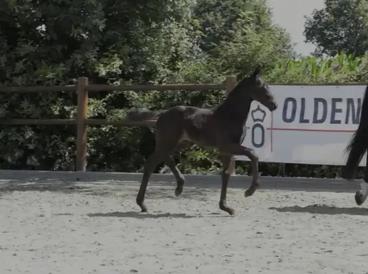 Oldenburger Stutfohlen von Royal Dynamic x Secret