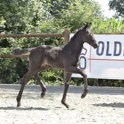 Oldenburger Stutfohlen von Royal Dynamic x Secret