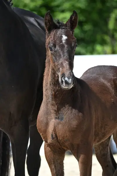 Stutfohlen von Early Star