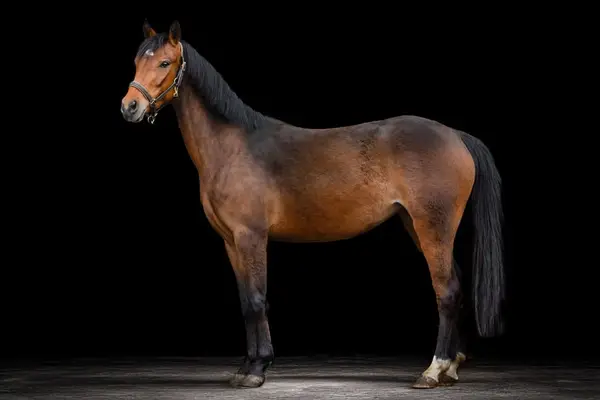 Schicke Ponystute