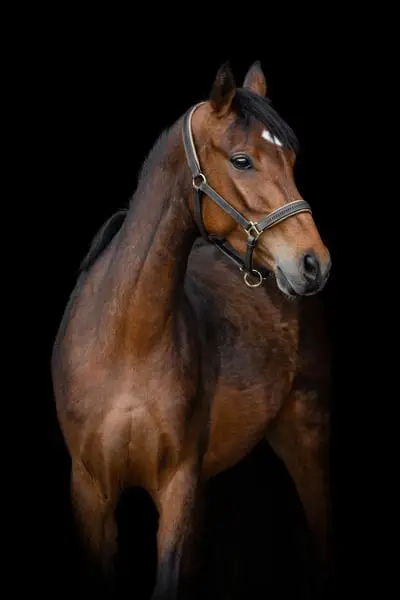 Schicke Ponystute