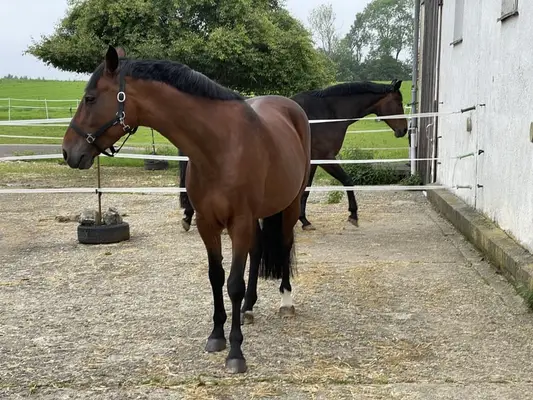 Prämierte Holsteiner Spring- Zucht - Sport- Stute