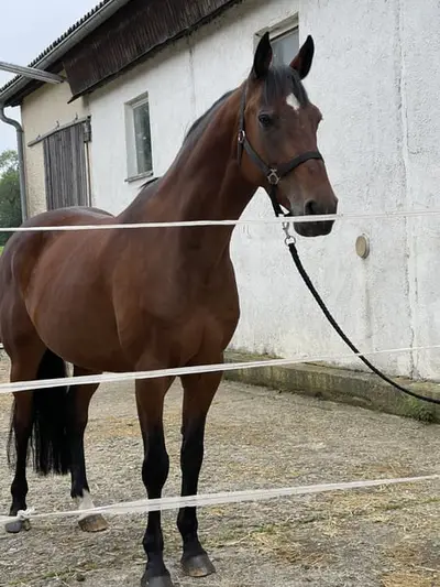 Prämierte Holsteiner Spring- Zucht - Sport- Stute