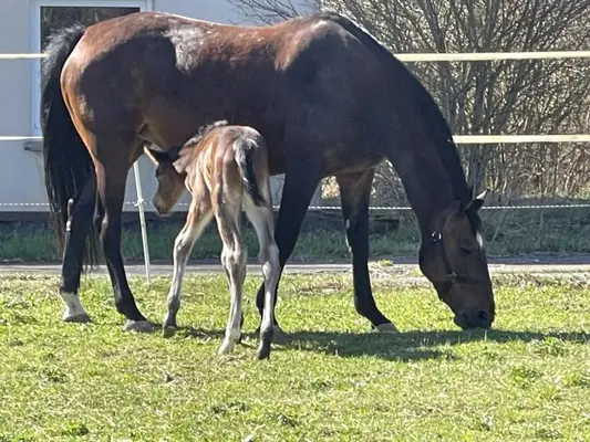 Prämierte Holsteiner Spring- Zucht - Sport- Stute