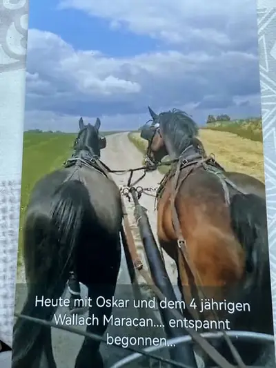 Ideales Ausbildungspferd mit super Charakter