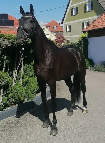 Ideales Ausbildungspferd mit super Charakter