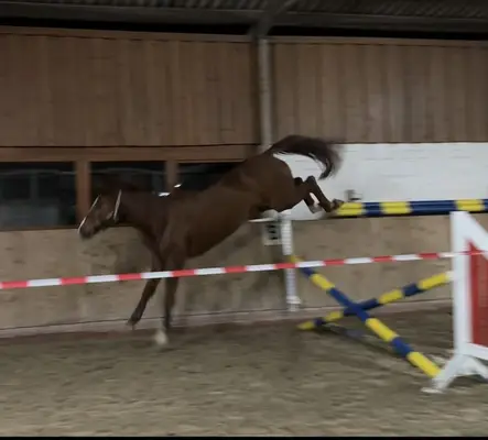 Enchanting mare to train yourself