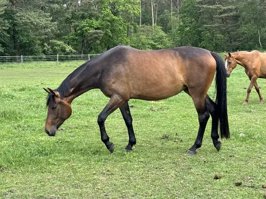 Zauberhafte Stute zum selber ausbilden