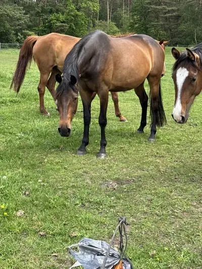 Zauberhafte Stute zum selber ausbilden