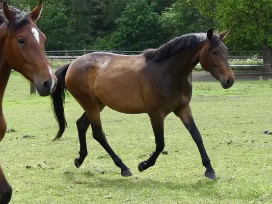 Zauberhafte Stute zum selber ausbilden