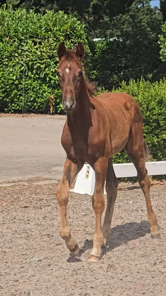 Hengstanwärter von For Romeo