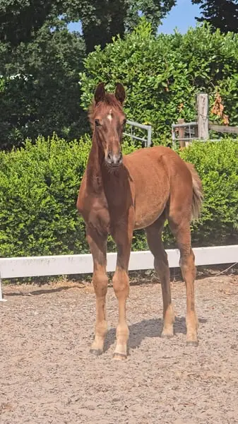 Hengstanwärter von For Romeo