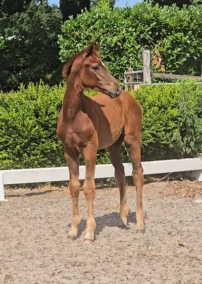 Hengstanwärter von For Romeo